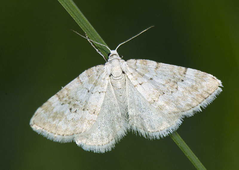 Geometridae - Perizoma albulata